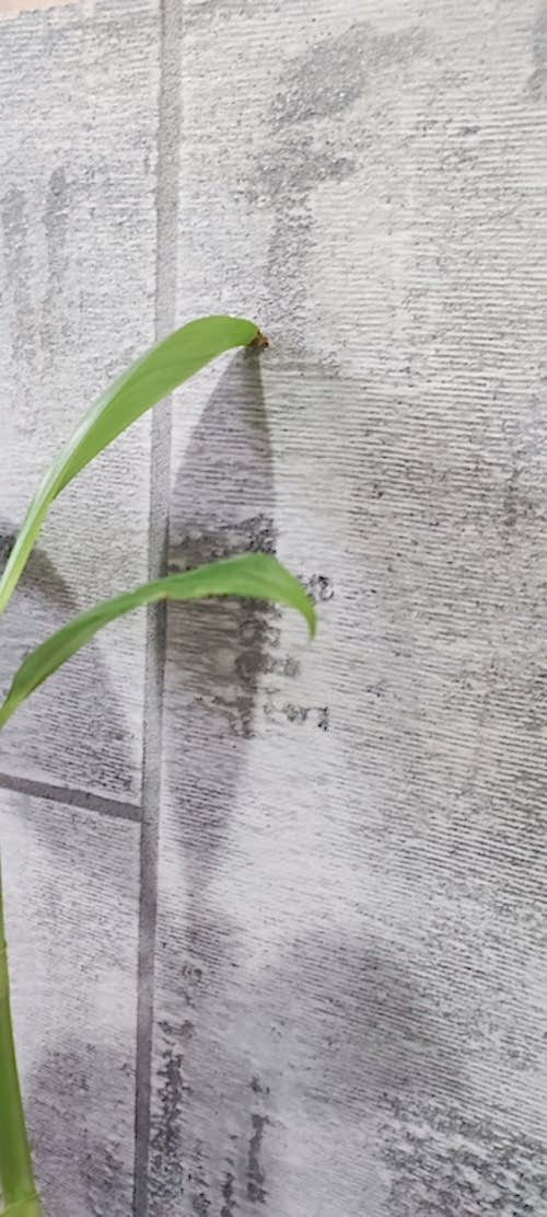 Duvar Boya Desenleri